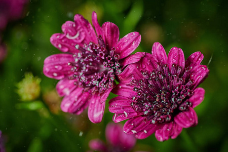 紫紫色雨滴花