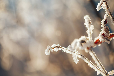 冬季有霜冻树木和灌木丛的景观图片