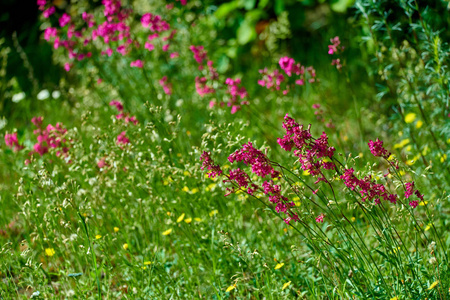花园田野上五颜六色的草地花图片