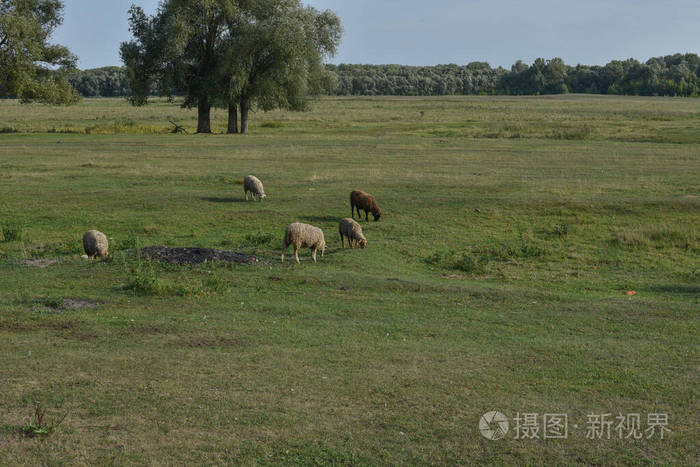 宠物鹅马羊肉村农场。自然牧场动物在草地上吃草
