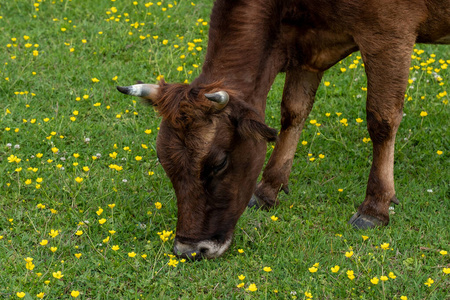 棕色母牛吃草一头红母牛在一片绿色的草地上吃草,近距离地开着黄花