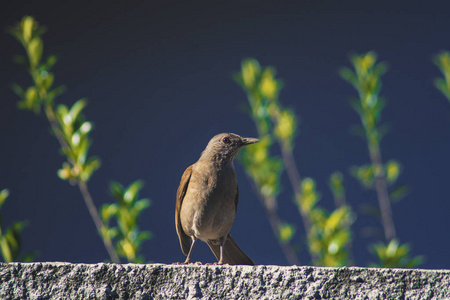 Palebreasted thrush 