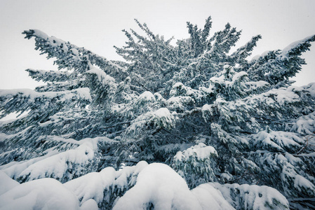 俯瞰美丽纤细的雪松