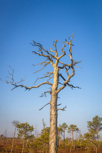 植物区系 木材 非洲 春天 夏天 森林 植物 树皮 环境