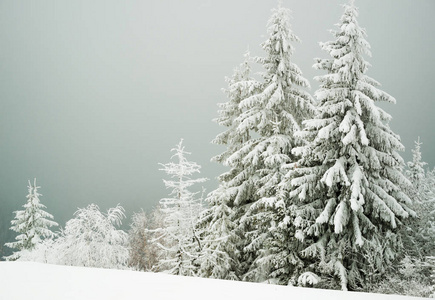 雪山上有冷杉和雪图片