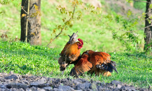 在草地上吃草的公鸡和小鸡照片