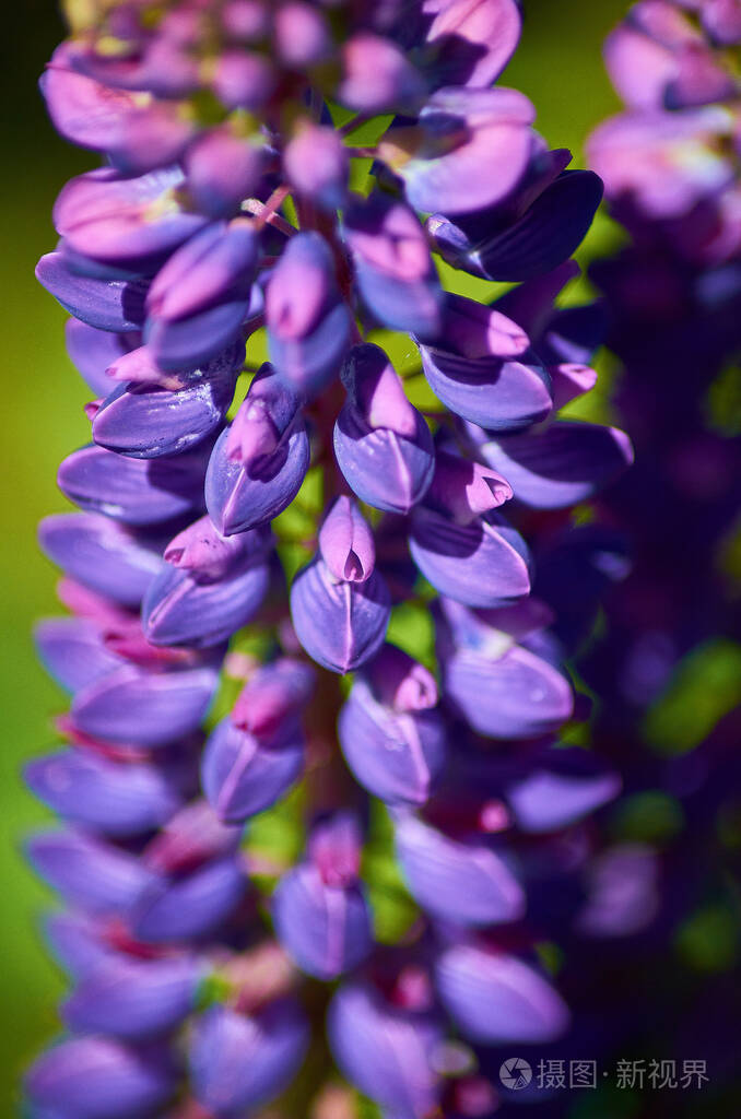 阳光明媚的一天草地上盛开着紫色的羽扇豆花