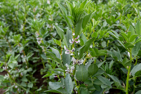 生产 农业 蔬菜 树叶 生长 食物 沙拉 豆荚 作物 领域