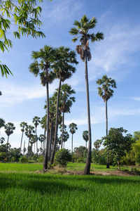 Rice Field of Farmer  