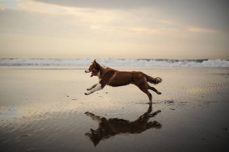 澳大利亚牧羊犬在海边奔跑图片