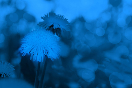 蒲公英图片唯美蒲公英在模糊的阳光照射下的夏季草地背景.