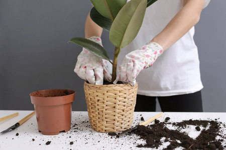 女子在新柳条盆中补种榕树花，将室内植物移植在家中。照顾室内盆栽的年轻美女。