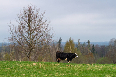 国家 农事 大牧场 吃草 乡村 牛奶 天空 农业 动物 风景
