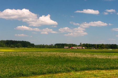 环境 国家 农业 农事 地平线 落下 天空 美丽的 春天