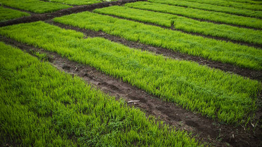 是种庄稼的时候了景观,茶园,绿油油油的草地