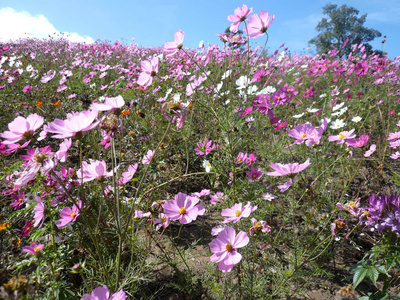 公园 植物学 植物区系 形象 宇宙 特写镜头 粉红色 天空