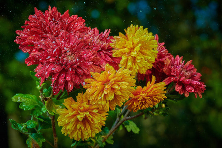 雨中红黄相间的菊花