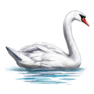 池塘上的白色天鹅鸟,白色背景上独立的水彩艺术插图照片