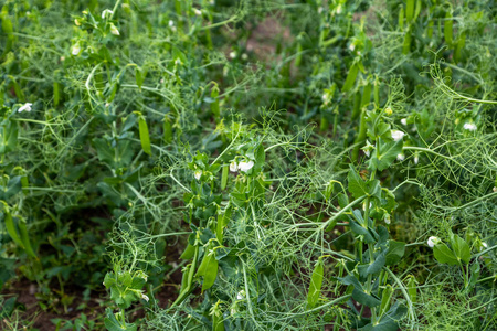 花的 自然 领域 夏天 花园 森林 蒲公英 植物 开花 植物区系