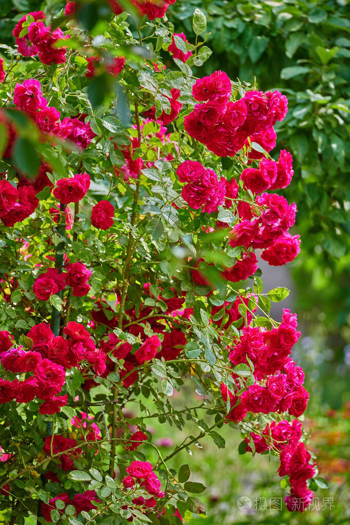 阳光明媚的夏日花园里粉红色的红玫瑰