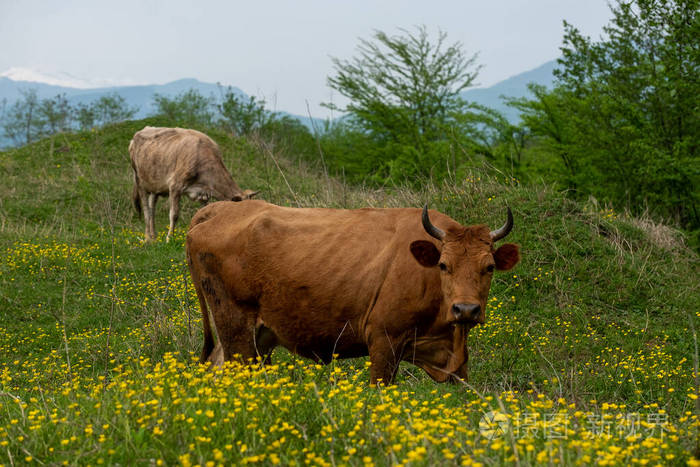 两头红母牛在绿草地上开黄花健康饮食观念选择性聚焦
