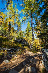 秋高气爽的阿尔卑斯山森林景观。雷特兰，施泰尔马克