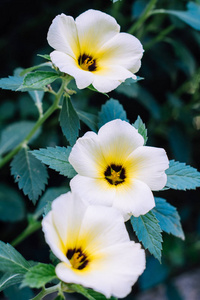 White flower 