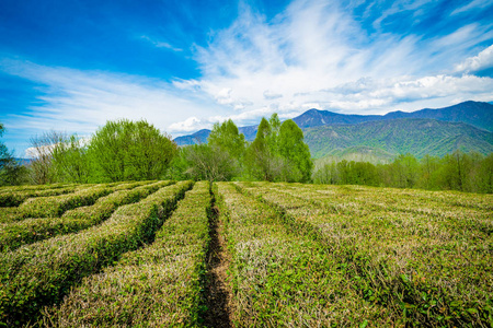  Tea plantations in the valley among the hills