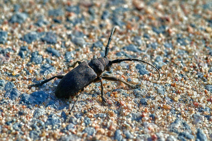 大型昆虫触须甲虫在沙土上爬行上面有大块的麦粒