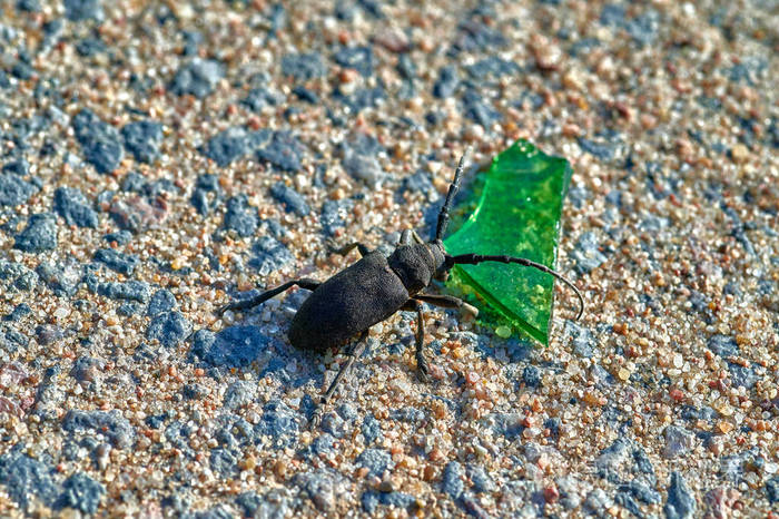 大型昆虫触须甲虫在沙土上爬行上面有大块的麦粒