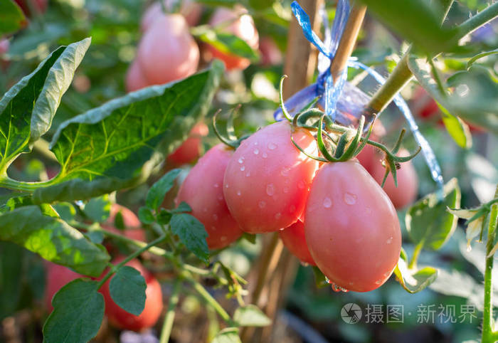 漂亮的粉红色成熟传家宝西红柿，生长在温室里。加尔