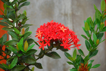 植物区系 颜色 植物 亚洲 花的 生长 泰国 自然 美女