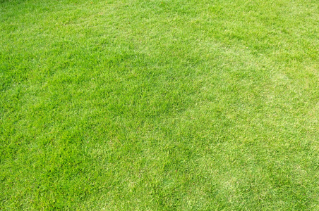 草领域纹理背景图片