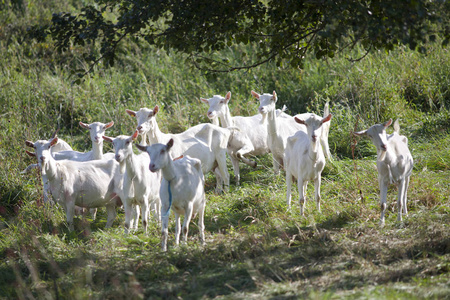 草地 喇叭 哺乳动物 自然 夏天 领域 农业 山羊 有趣的