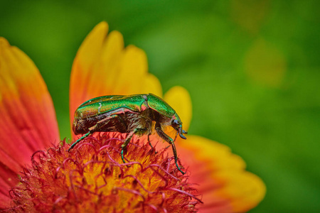 Green bug on an red yellow flower  with raindrops in macro 