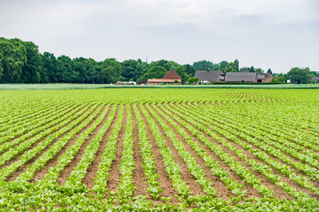 农村菜地.生菜,甜菜根,菠菜.美丽的乡村田野.照片