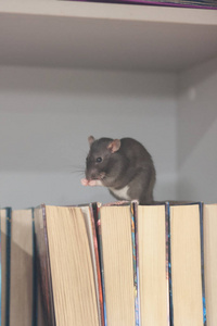 书柜里的灰老鼠。用他的脸洗脸