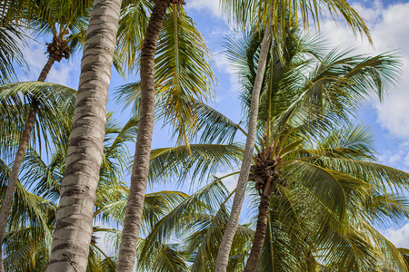 多米尼加共和国的棕榈树