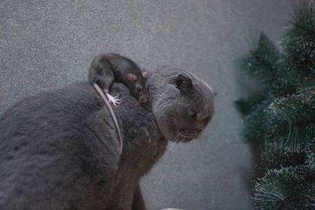 骑着一只灰色的大老鼠.危险.汉语符号照片