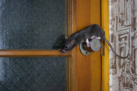 门把手上的老鼠是灰色的.灵活的宠物.有坠落危险.照片