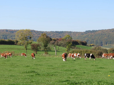 牛在绿色的风景中吃草
