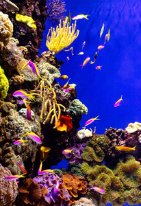 野生动物 浮潜 珊瑚 埃及 斐济 假期 自然 旅行 加勒比