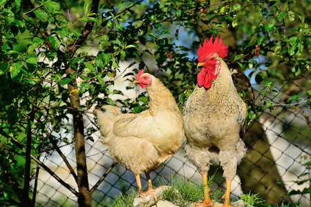 在草地上吃草的公鸡和小鸡照片