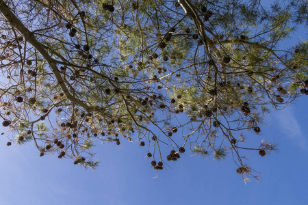 植物区系 自然 季节 成长 木材 天空 植物 森林 美丽的