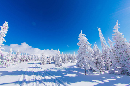 美丽的冬季景观，白雪覆盖的树木和蓝天。