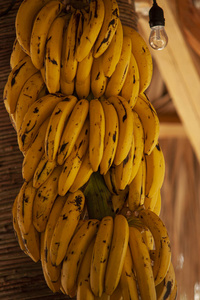 香蕉柳条