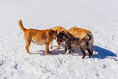 晴天四条狗在雪地上照片