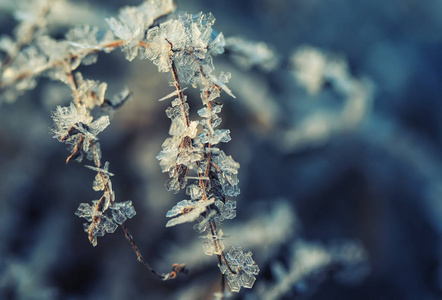 植物区系霜图片-植物区系霜素材-植物区系霜插画-摄图新视界