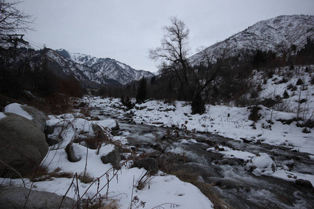 冬天 自然 早晨 风景 森林 寒冷的