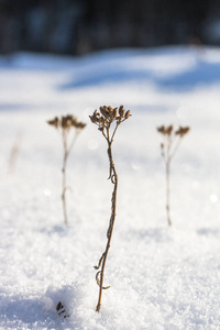 分支 天空 环境 季节 寒冷的 天气 冻结 场景 公园 植物